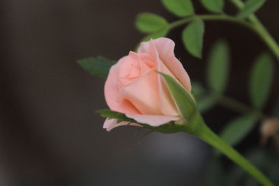 Close-up of pink flower blooming outdoors