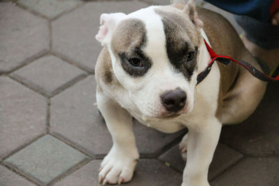 High angle view of dog looking away