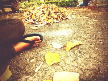 Autumn leaves on ground