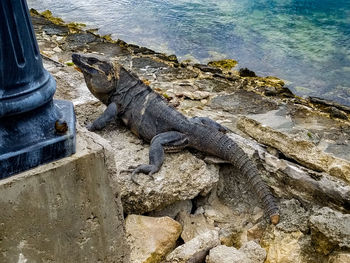 Close-up of lizard on rock