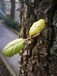 Close-up of ant on tree trunk