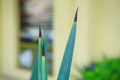 Close-up of multi colored pencils