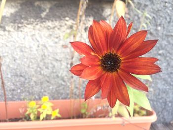 Close-up of red flower