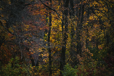 Trees in forest during autumn
