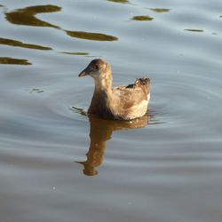 Close-up of duck swimming in lake