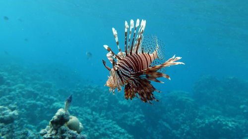 Lion fish in the red sea in clear blue water hunting for food .