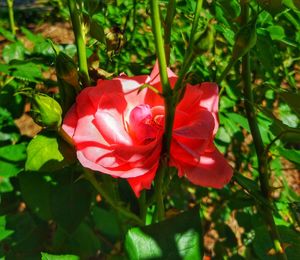 Close-up of red hibiscus blooming outdoors