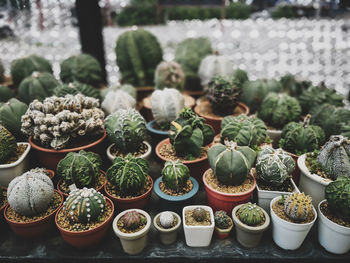 Close-up of potted plants for sale