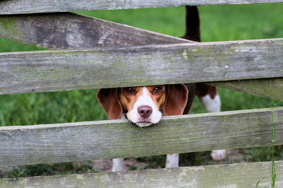 Portrait of dog on fence by railing