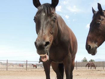 Portrait of horses standing on field against sky