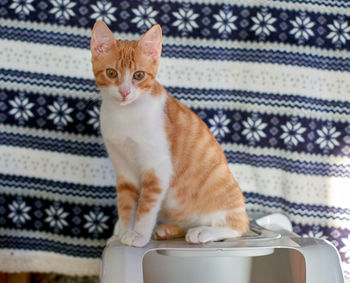 Portrait of a cat sitting