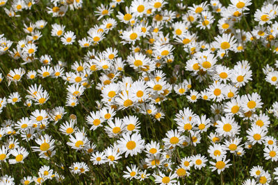 Close-up of white daisy flowers on field