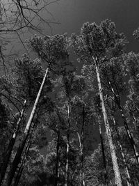 Low angle view of trees in forest against sky
