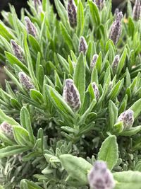 Close-up of fresh green plants