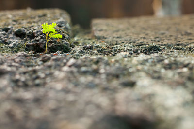 Close-up of small plant growing outdoors