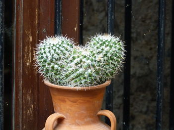 Close-up of potted cactus plant