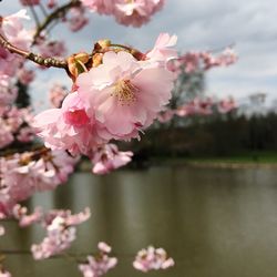 Pink flowers blooming on tree