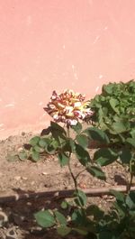 Close-up of flowers blooming against sky