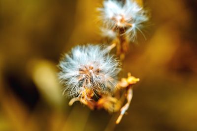 Close-up of dandelion