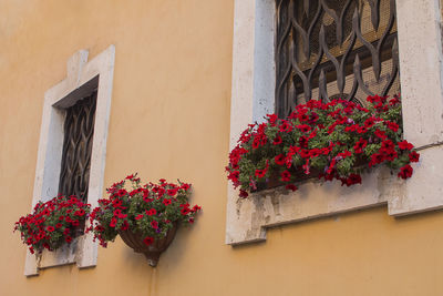 Low angle view of potted plant on window sill