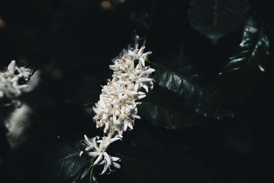 Close-up of white flowering plant