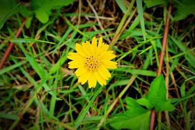 Close-up of yellow crocus blooming on field