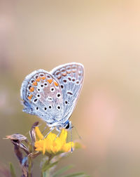 Close-up of butterfly pollinating on purple flower