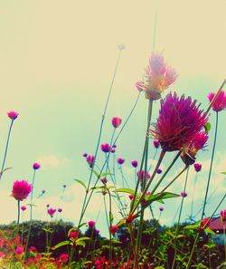 Pink flowers blooming against sky