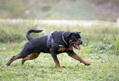 Dog running on field