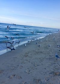 Seagulls on beach