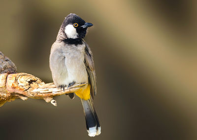 Close-up of bird perching on branch