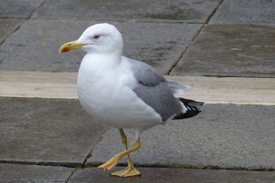 Close-up of seagull perching outdoors