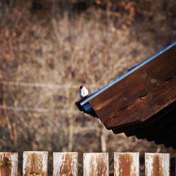 Close-up of bird perching on wood