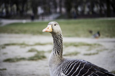 Greylag goose on field