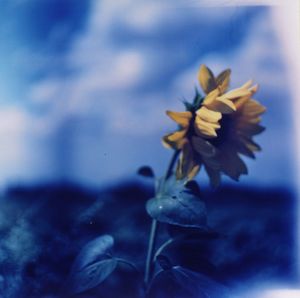 Close-up of yellow flower