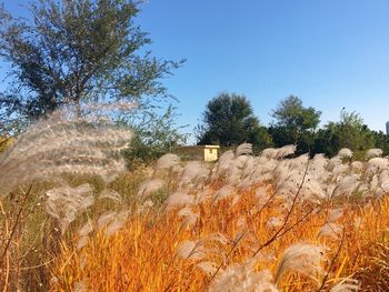 Plants growing on field against clear blue sky