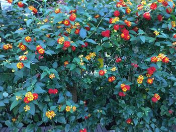 Full frame shot of flowers blooming outdoors