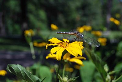 Close-up of butterfly pollinating on yellow flower