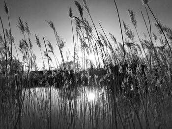 Close-up of silhouette plants against sky