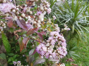 Close-up of flowers blooming on tree