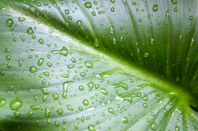 Full frame shot of wet leaves