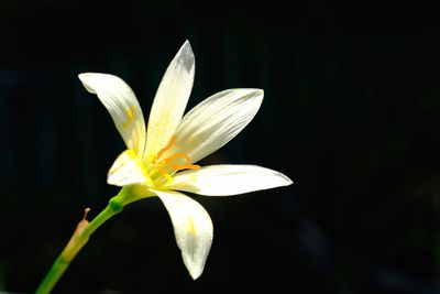 Close-up of white flower