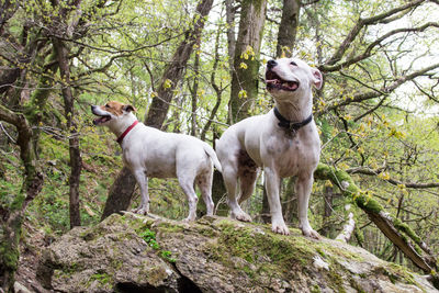 Dog in forest