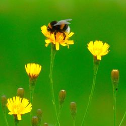 Close-up of bee on yellow flower