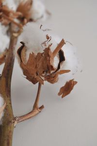Close-up of plant