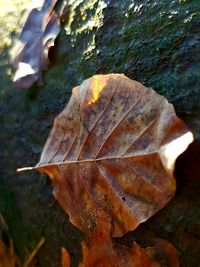 Close-up of dry maple leaf on land