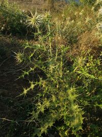 High angle view of plants growing on field