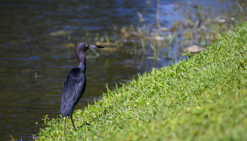 Little blue heron stalking the bank of a canal
