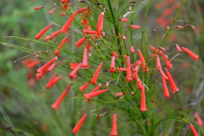 Close-up of red flowering plant