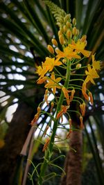 Close-up of yellow flowering plant